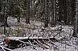 Kopaonik@Serbia.Europe.World
2002:12:06 11:59

(c) Zoran Zivotic 2002
